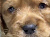 45 Günlük İngiliz Cocker