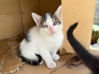 Her Renk Yavru Kediler