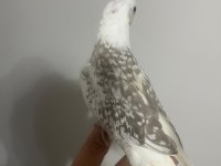 6 Adet Yeme Düştü Kaçırılmayacak Fırsat Rengarenk Kuşlar