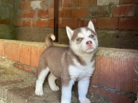 Mavi Göz Kızıl Siyah Beyaz Husky Bebek Köpekler