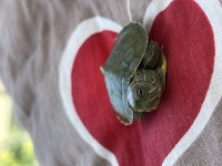 0-3 Aylik Kırmızı Yanaklı Çok Kaplumbağa