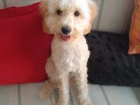 Oyuncu maya köpeğimiz