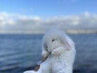 Safkan Evcil Tavşan Yavruları Her İle Gönderim Var