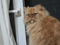 Erkek iran kedisi kısır değil