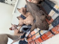 Sfenks Kedisi Erkek Ve Dişi Renkli Göz