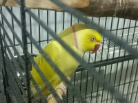 Damızlık Erkek Pakistan Papağanı