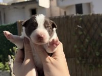 Border Collie Yavru Köpekler