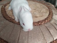 Cüce tavşan 20 günlük