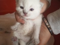 Orjinal Üst Düzey Yavru Kediler