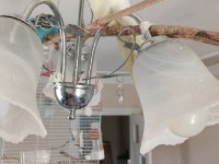 Limon Sarısı Sultan Papağanı