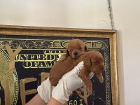 Toy poodle yavrularimiz