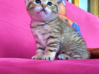 British Shorthair Golden Ve Silver Yavrularımız