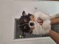 2 Aylık Pomeranian Yavrular