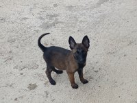 A Kalite Full Maske Kalite Belçika Malinois