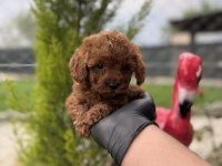 Toy poodle bebekler ırk garantili