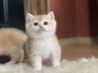 Prenses kedimiz bella