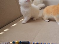 Kaliteli British Yavrular