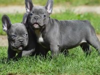 Sevimli French Bulldog Köpekler