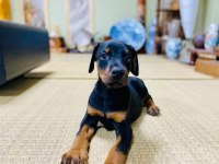 Irk garantili doberman köpeği yavruları