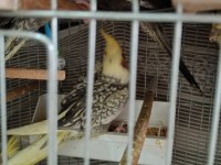 Yeme Düşmüş Sultan Papağanları