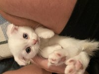 4 Yavru Scottish Fold Ve British Shorthair Kedimiz