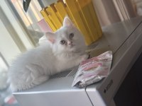 3 Aylık Yavru British Longhair Kediler