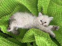 2 aylık teslime hazır yavrumuz british longhair