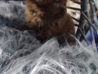 Chocolatte British Longhair Güzellik