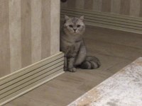 Sevecen ve uysal can kedilere sıcak yuva