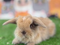 Hollanda Teddy Lop Tavşan Yavruları Gönderim Var