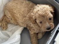 2 Aylık Toy Poodle Dişi Aşıları Tam