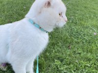 Scottish fold oğluma yuva arıyorum