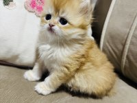 Yavru British Longhair Kedimize Yuva Arıyoruz
