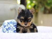 Sevimli Yorkshire Terrier Yavruları