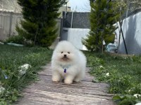Muhteşem Pomeranian Yavrularımız