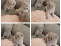Scottish fold orjinal kedimiz