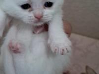 Yavru British Kediler