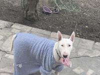 Damızlık 3 Bull Terrier Dişimiz Satılıktır Toplu