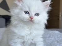 Pamuk Gibi Mavi Gözlü British Longhair Yavrum