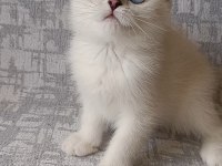 Full Şecereli Erkek Kedimiz