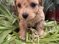 2 Aylık Poodle Yavrular İzmir