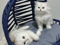 Beyaz british longhair kardeşler