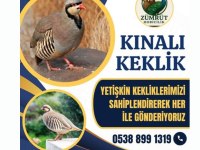 Genç damızlık kınalı keklik