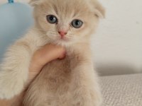 British Scottish Kedilerim