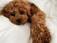 Muazzam Poodle Yani Daha Ne Denir Ki