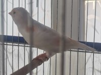 Hazır al mozaik dişi kanaryalar