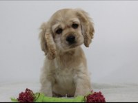 Irk garantili cocker yavruları