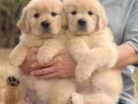 Sevimli golden retriever köpeği yavrularımız