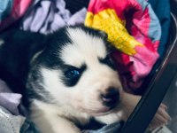 Sibirya Kurdu Yavrularım Mevcuttur