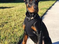 Ekmek Elden Su Gölden Doberman